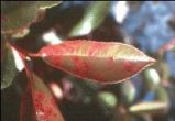 Red tip leaf spot